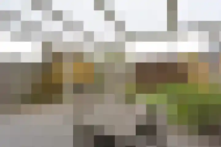 Liguster 18 Nieuwveen thumbnail 29