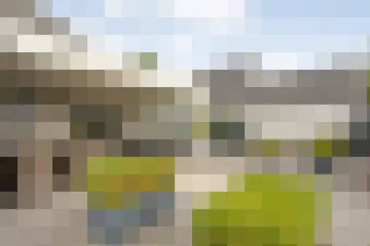 Liguster 22 Coevorden thumbnail 20