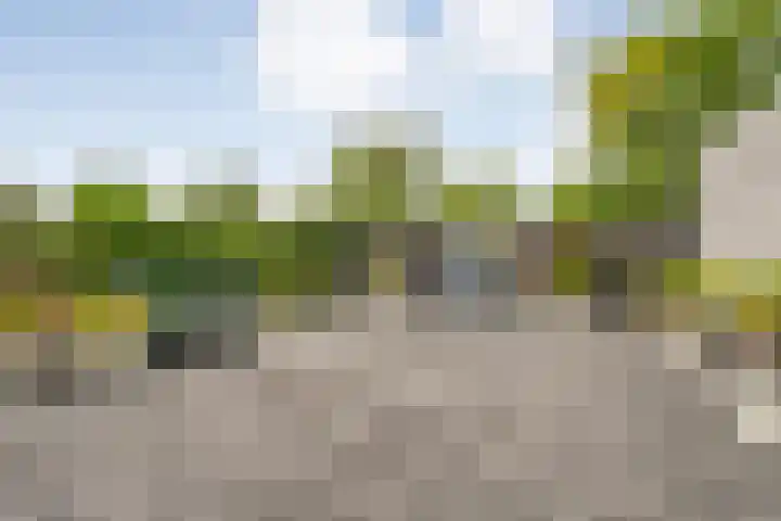 Liguster 22 Coevorden thumbnail 22