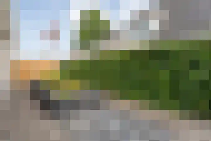 Liguster 22 Coevorden thumbnail 23