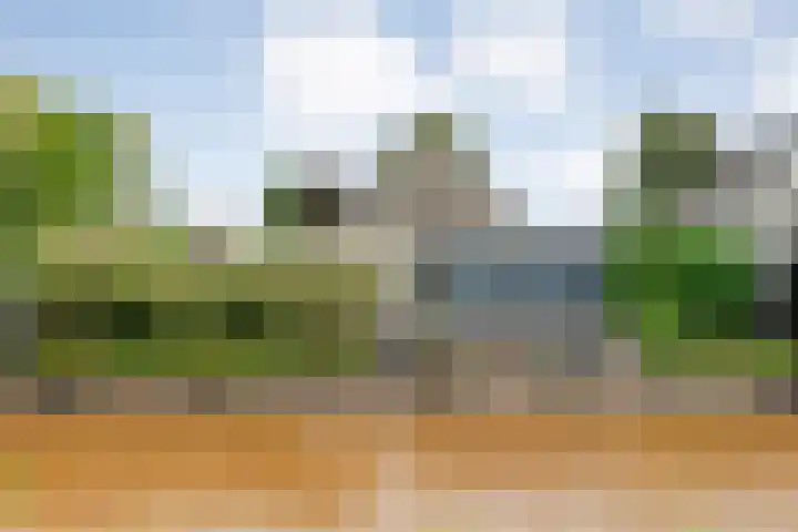 Liguster 22 Coevorden thumbnail 25