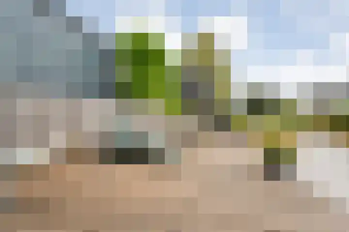 Liguster 22 Coevorden thumbnail 4