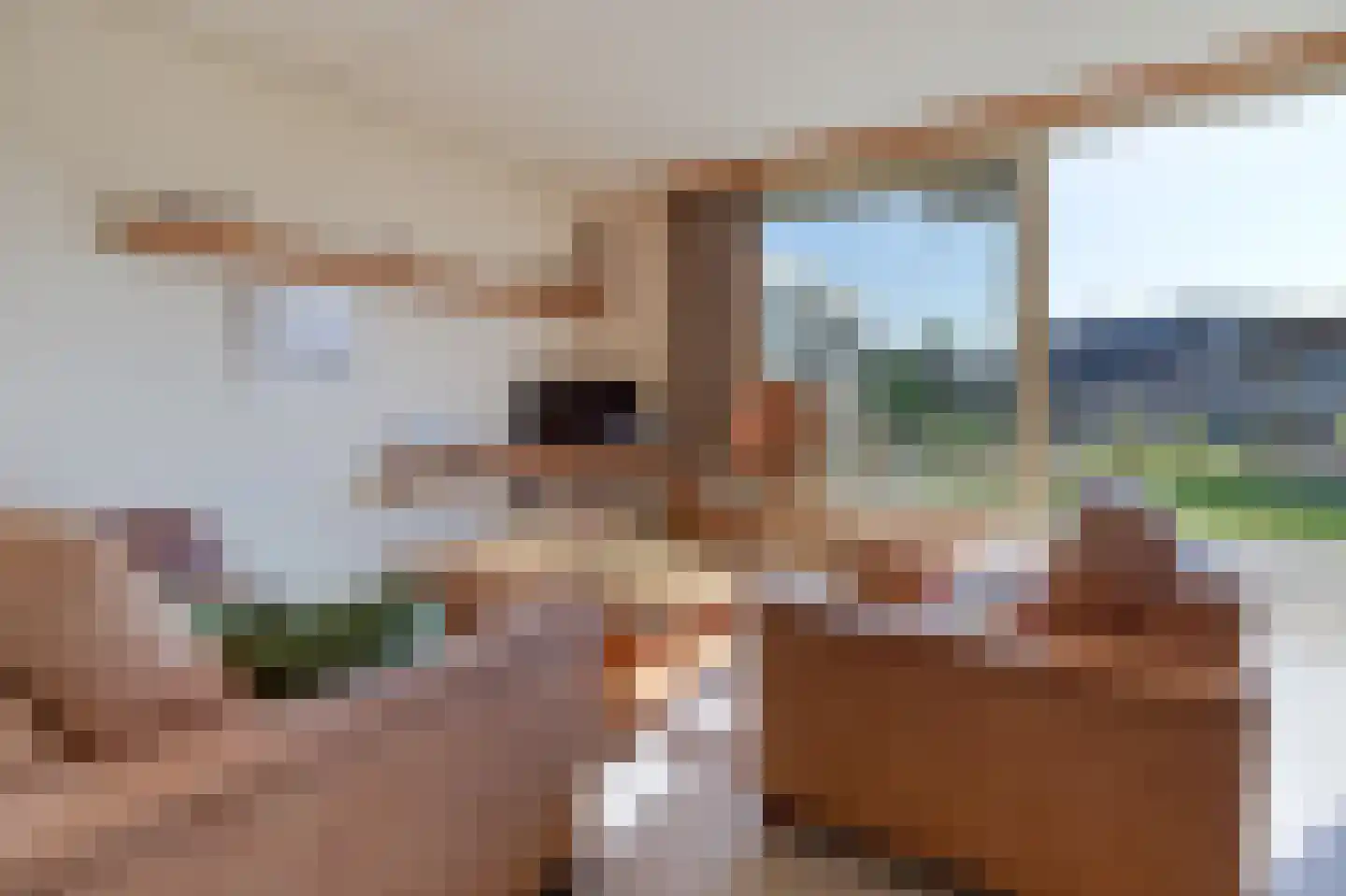 Liguster 26 Nieuwvliet thumbnail 8