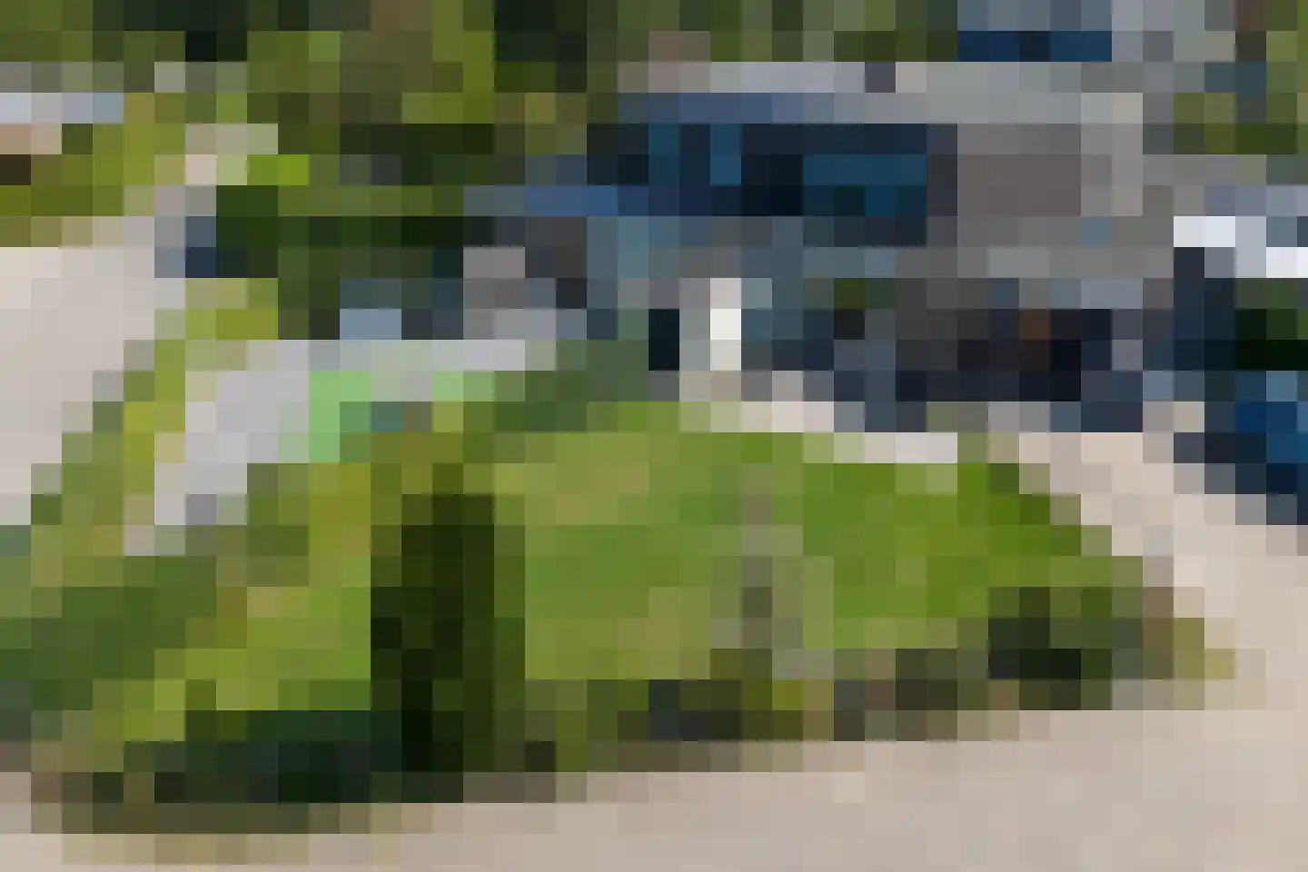 Liguster 50 Nieuwvliet thumbnail 5