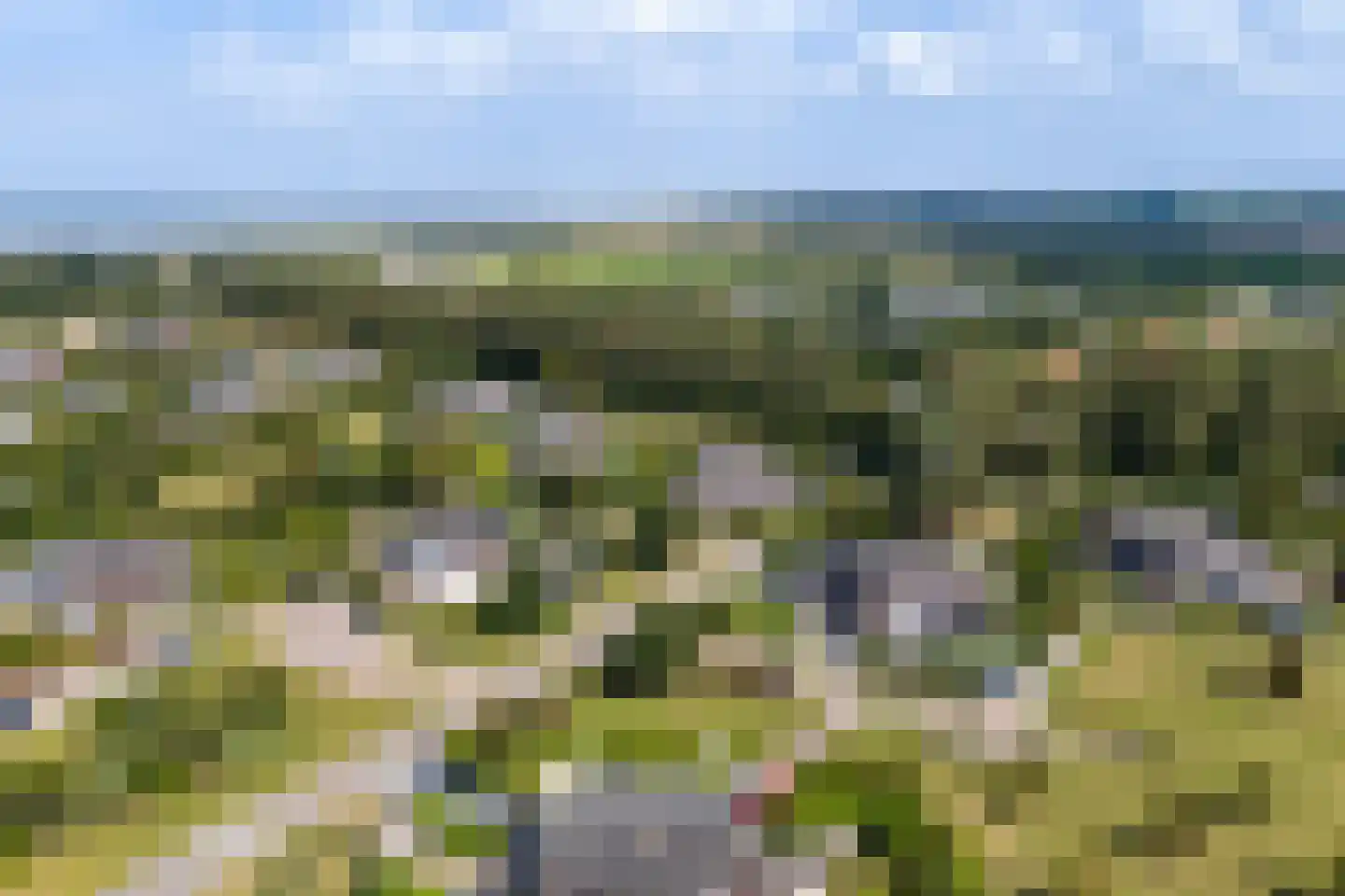 Liguster 50 Nieuwvliet thumbnail 6