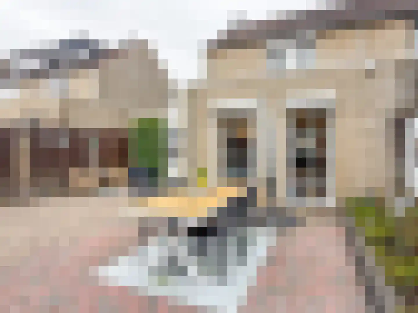 Liguster 7 Brunssum thumbnail 25