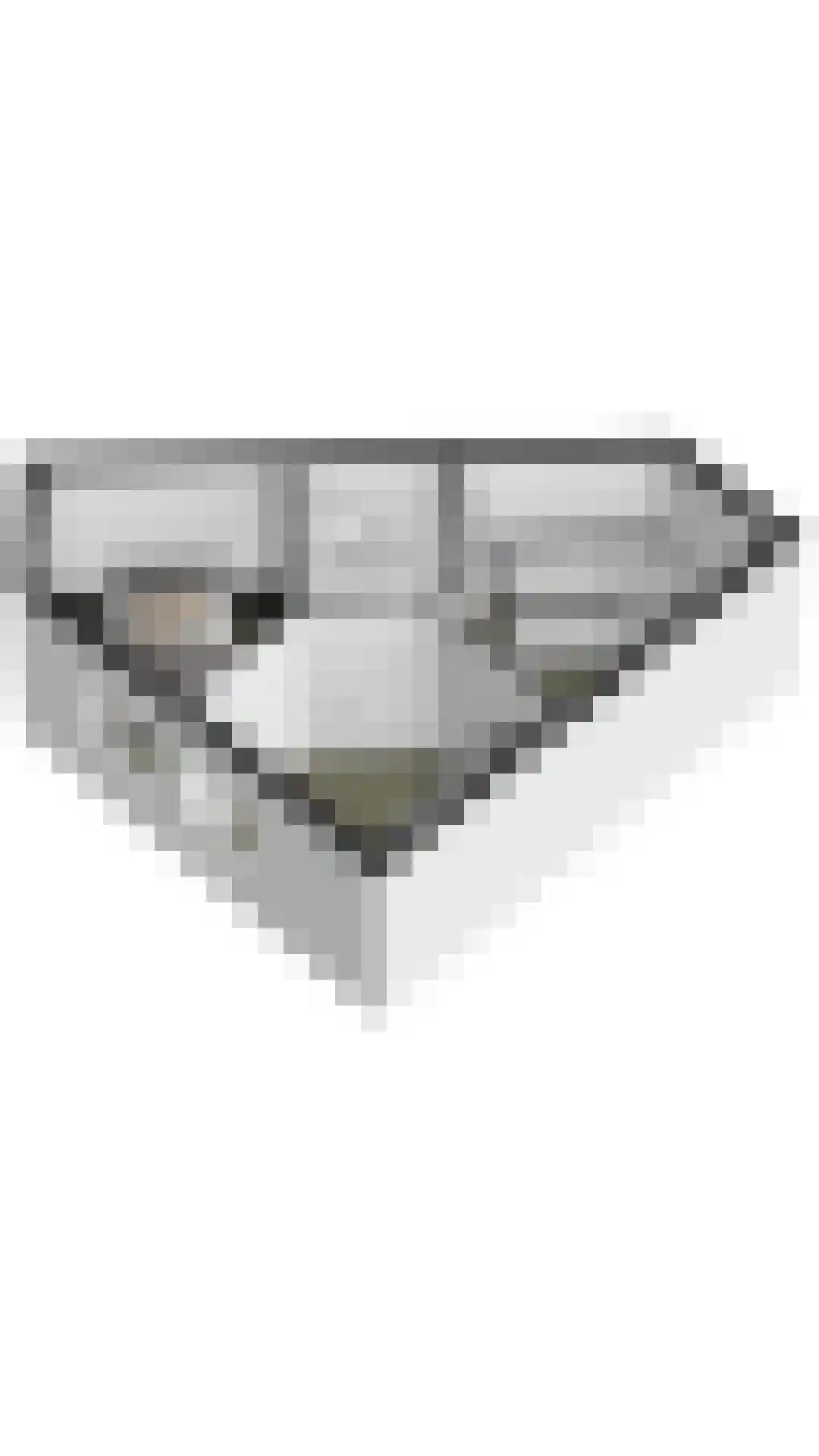 Liguster 77 Nieuwvliet thumbnail 30