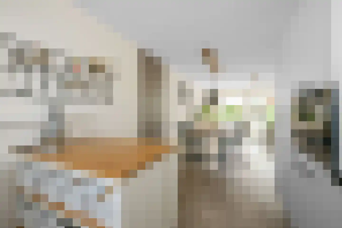 Liguster 8 Nieuwveen thumbnail 13