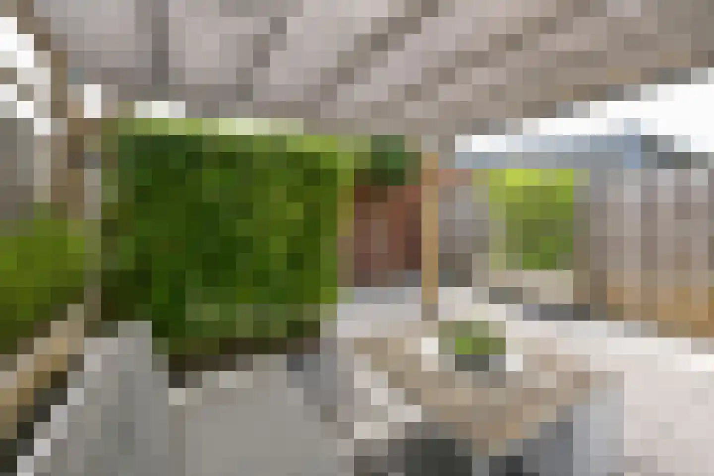 Liguster 8 Nieuwveen thumbnail 39