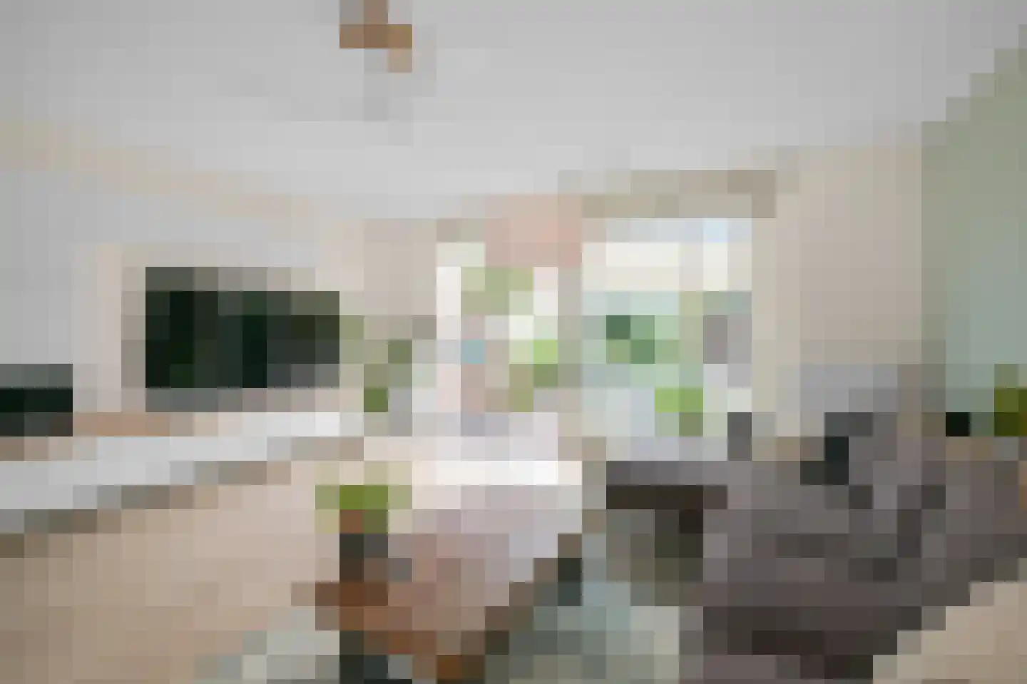 Liguster 8 Nieuwveen thumbnail 7