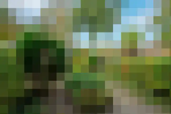 Ligusterbes 12 Leiden thumbnail 16