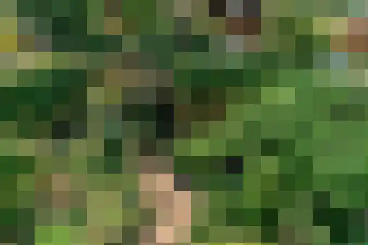 Ligusterbes 14 Leiden thumbnail 30