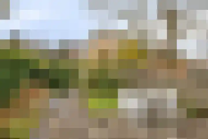 Ligusterlaan 23 Winterswijk thumbnail 23