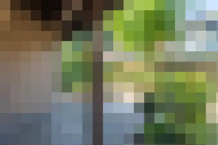 Ligusterlaan 30 Winterswijk thumbnail 38