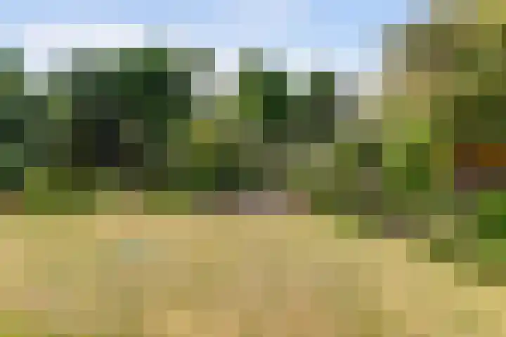 Ligusterlaan 5 Burgh-Haamstede thumbnail 7