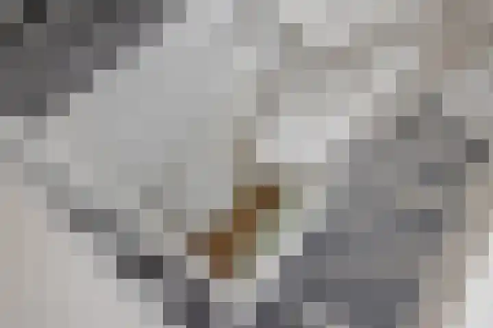 Lijndakker 12 Boxtel thumbnail 50