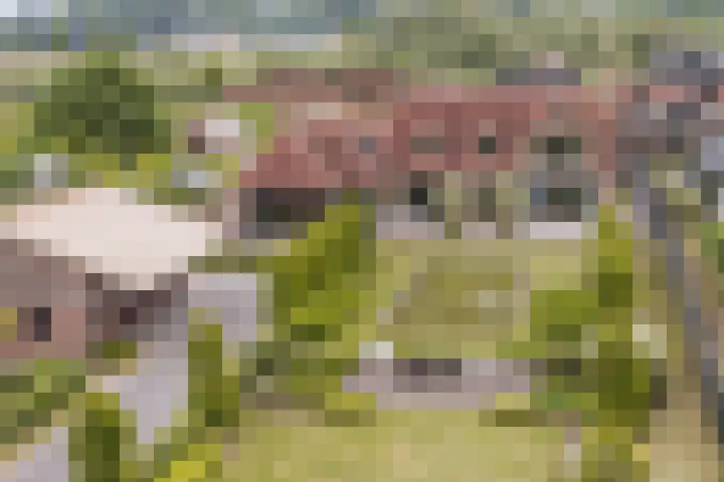 Lijnderdijk 180 Lijnden thumbnail 89