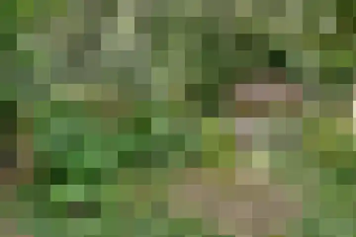 Lijnderdijk 20 Zwanenburg thumbnail 25