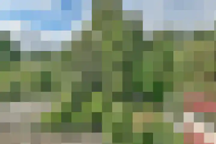 Lijnderdijk 20 Zwanenburg thumbnail 34