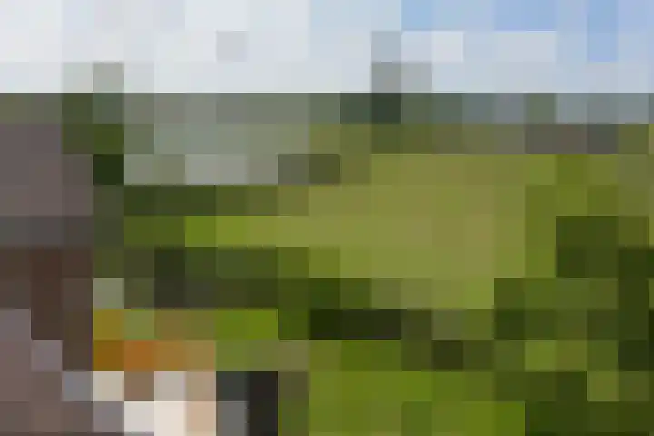 Lijnderdijk 241 Lijnden thumbnail 20