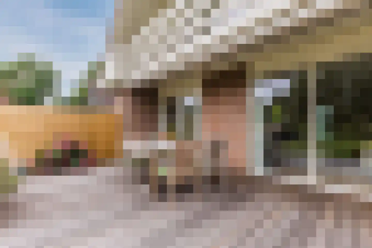 Lijster 10 Zuid-Scharwoude thumbnail 14