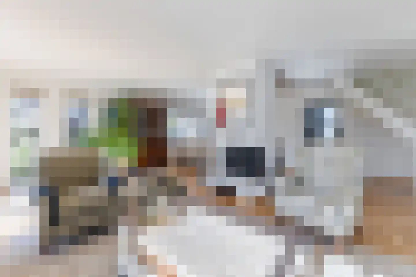 Lijster 10 Zuid-Scharwoude thumbnail 18