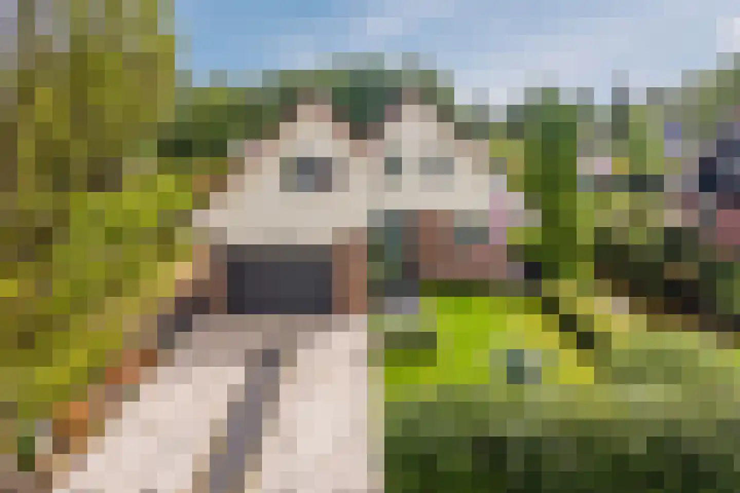 Lijster 10 Zuid-Scharwoude thumbnail 5