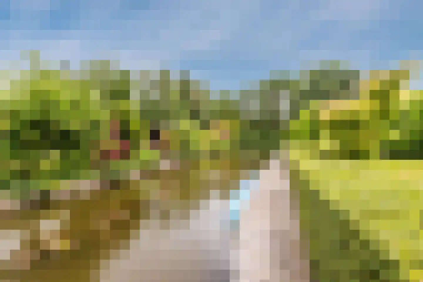 Lijster 10 Zuid-Scharwoude thumbnail 52