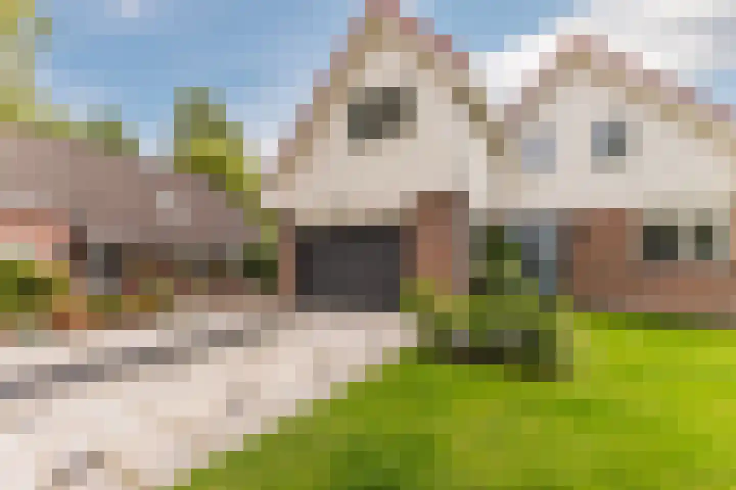 Lijster 10 Zuid-Scharwoude thumbnail 6