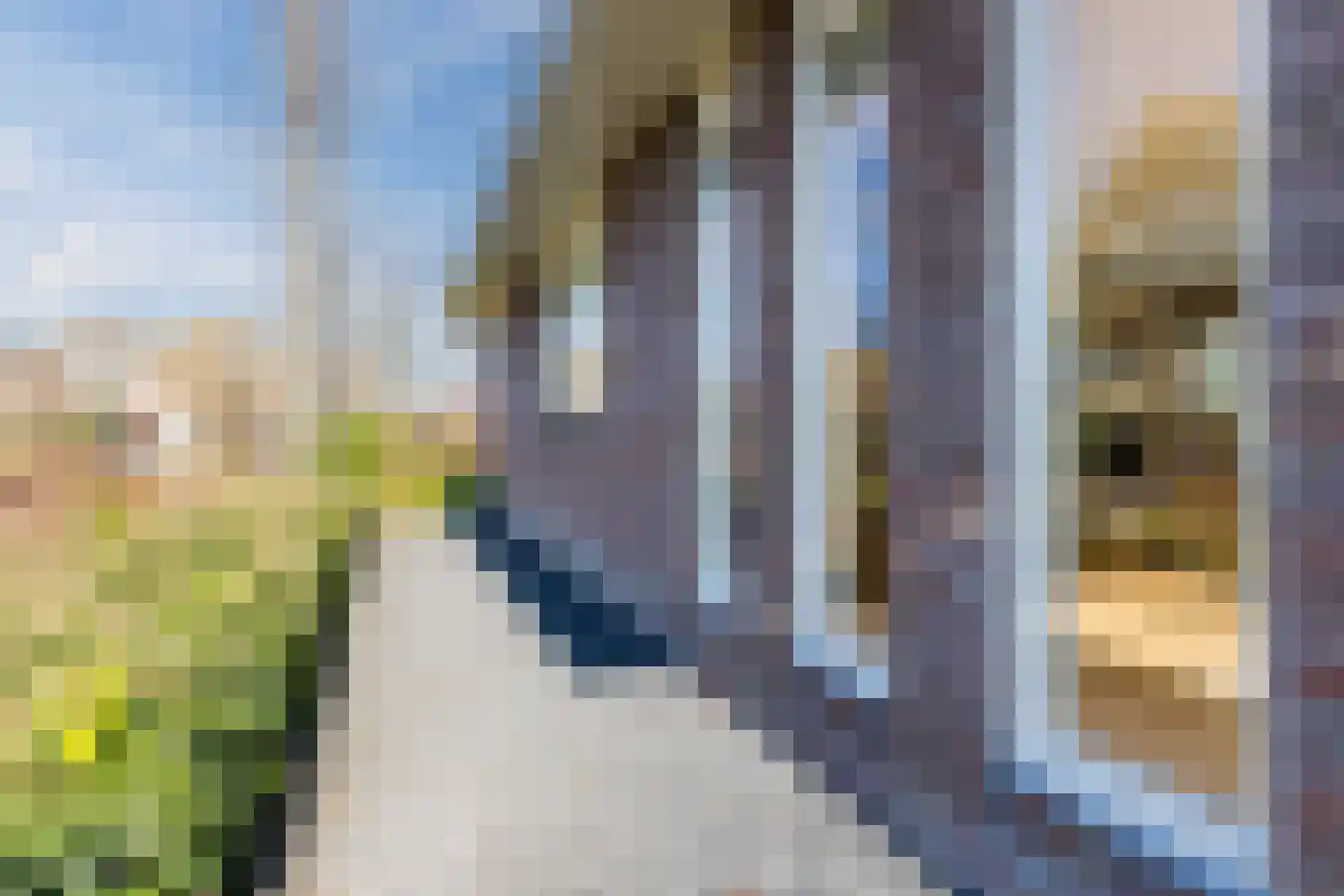 Lijster 10 Zuid-Scharwoude thumbnail 60