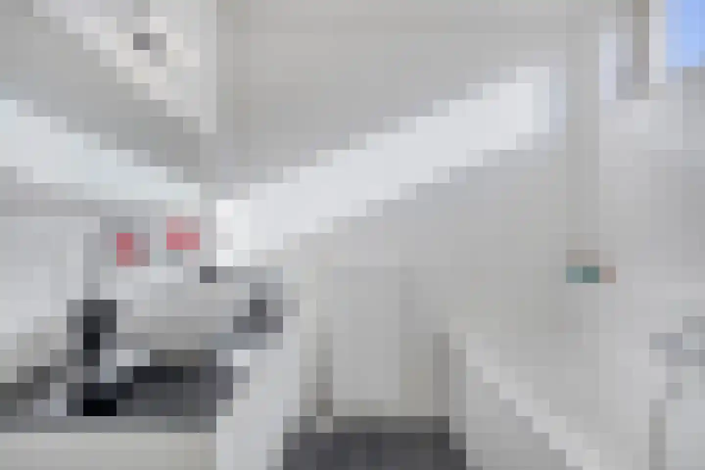 Lijster 14 Eijsden thumbnail 23