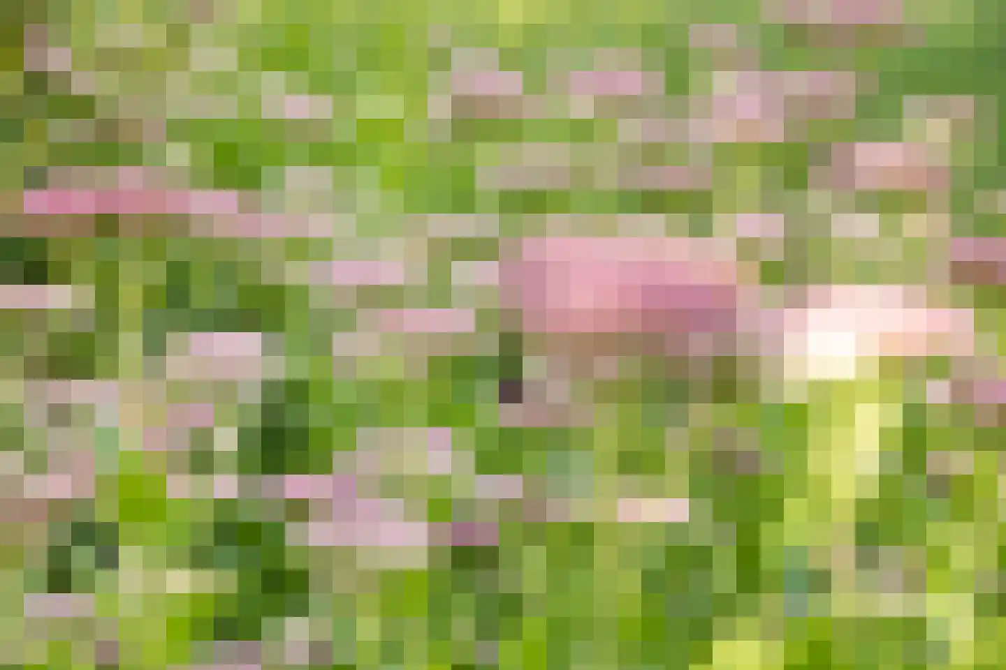 Lijster 16 Maasdam thumbnail 32