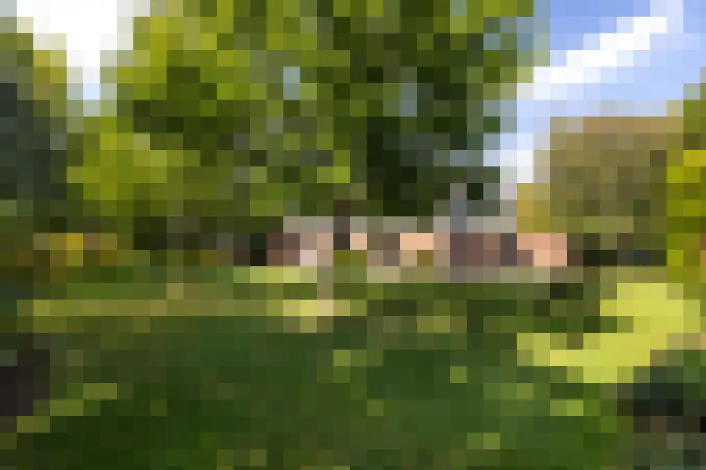 Lijster 16 Maasdam thumbnail 4