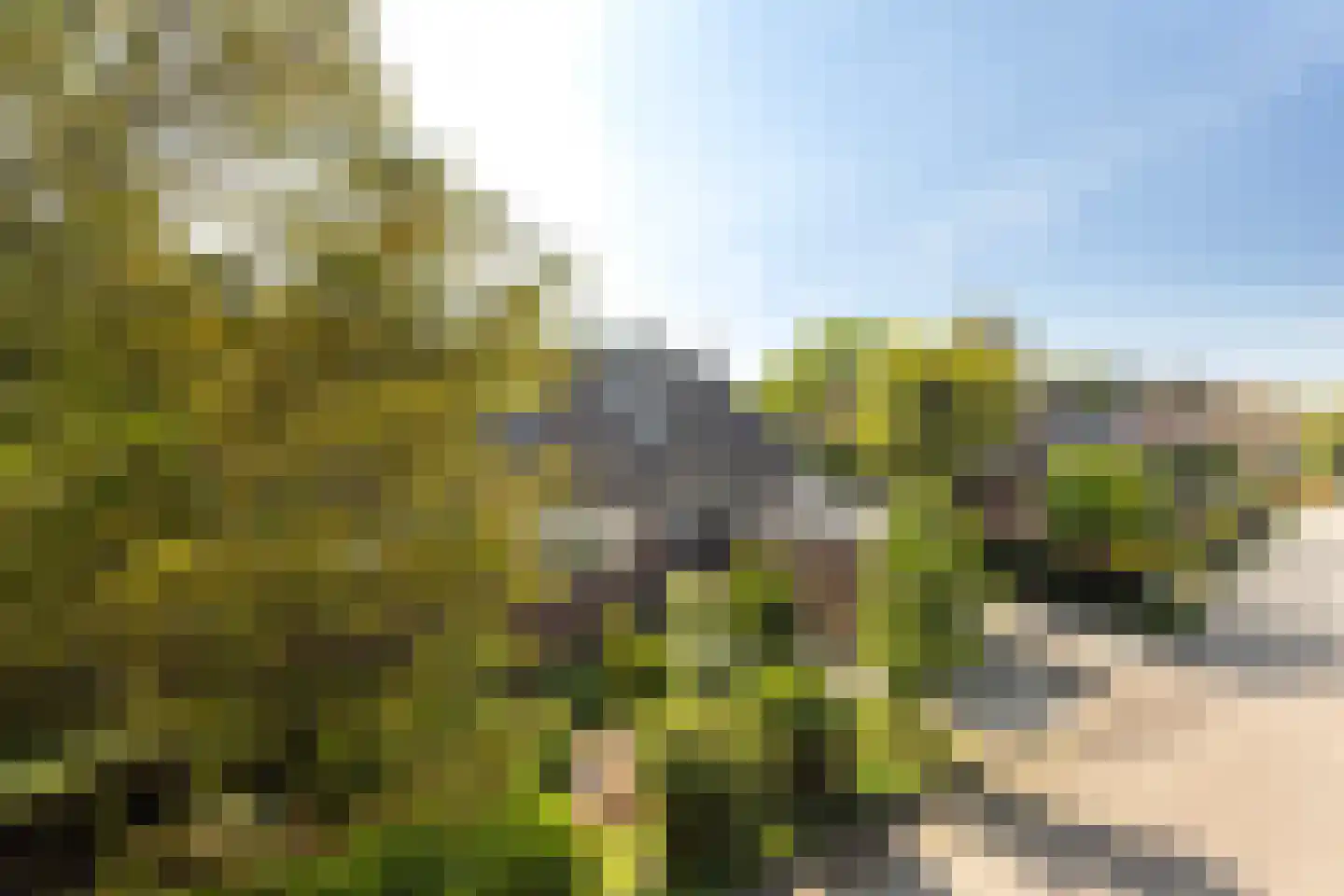 Lijster 16 Maasdam thumbnail 5