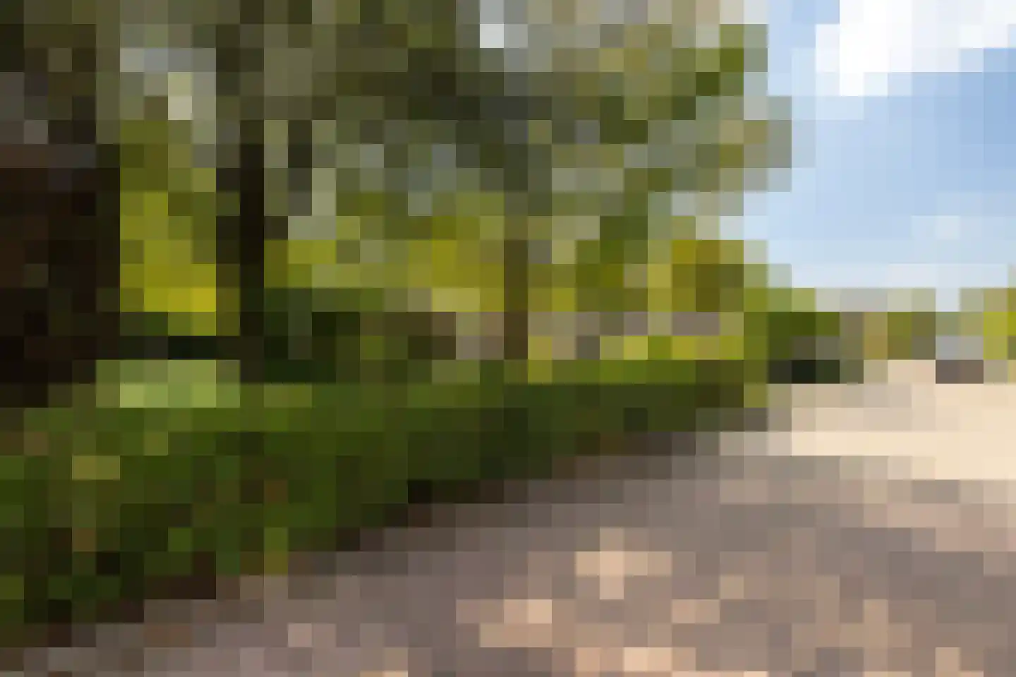 Lijster 16 Maasdam thumbnail 50