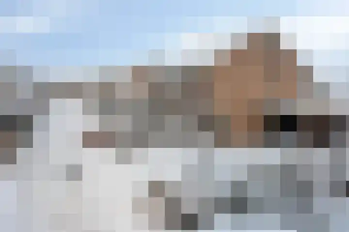 Lijster 19 De Lier