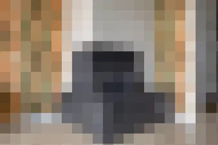 Lijster 19 Sommelsdijk thumbnail 11
