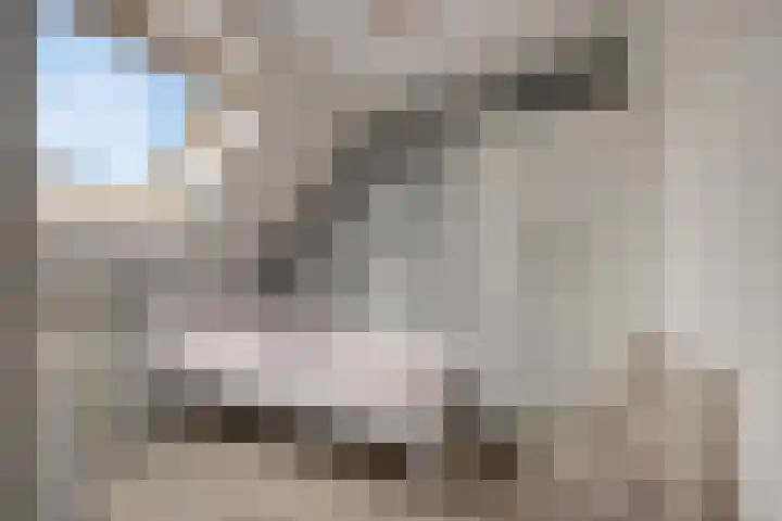 Lijster 19 Sommelsdijk thumbnail 24