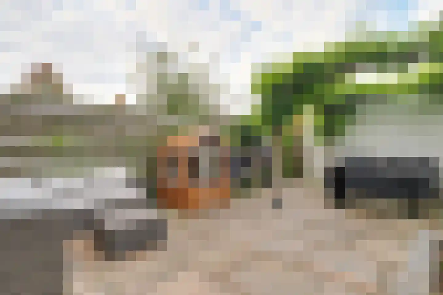 Lijster 2 Hoorn thumbnail 21