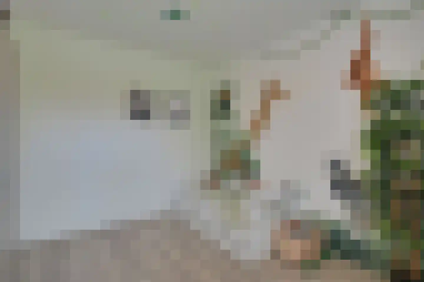 Lijster 2 Hoorn thumbnail 30