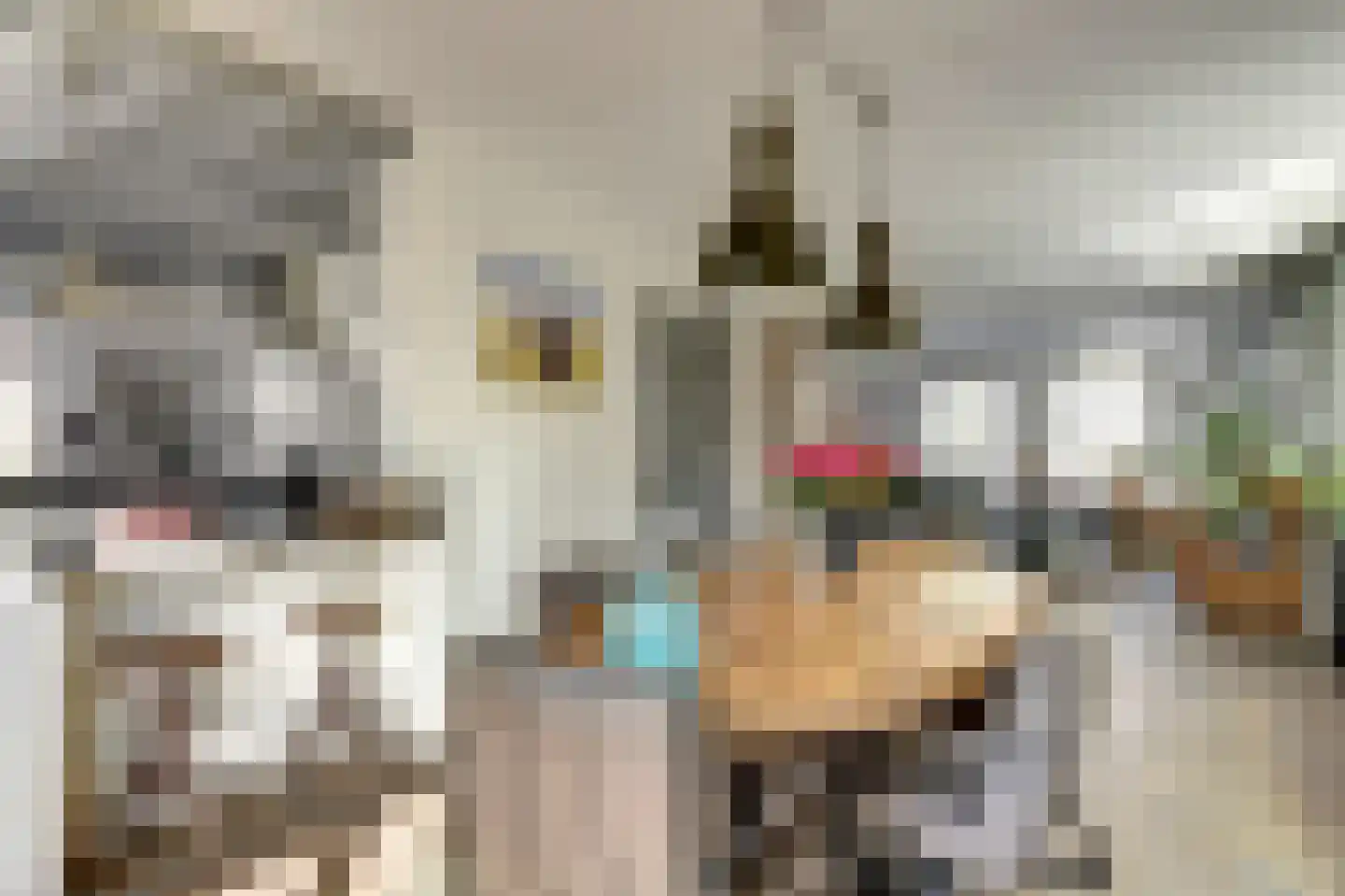 Lijster 24 Zuid-Scharwoude thumbnail 10