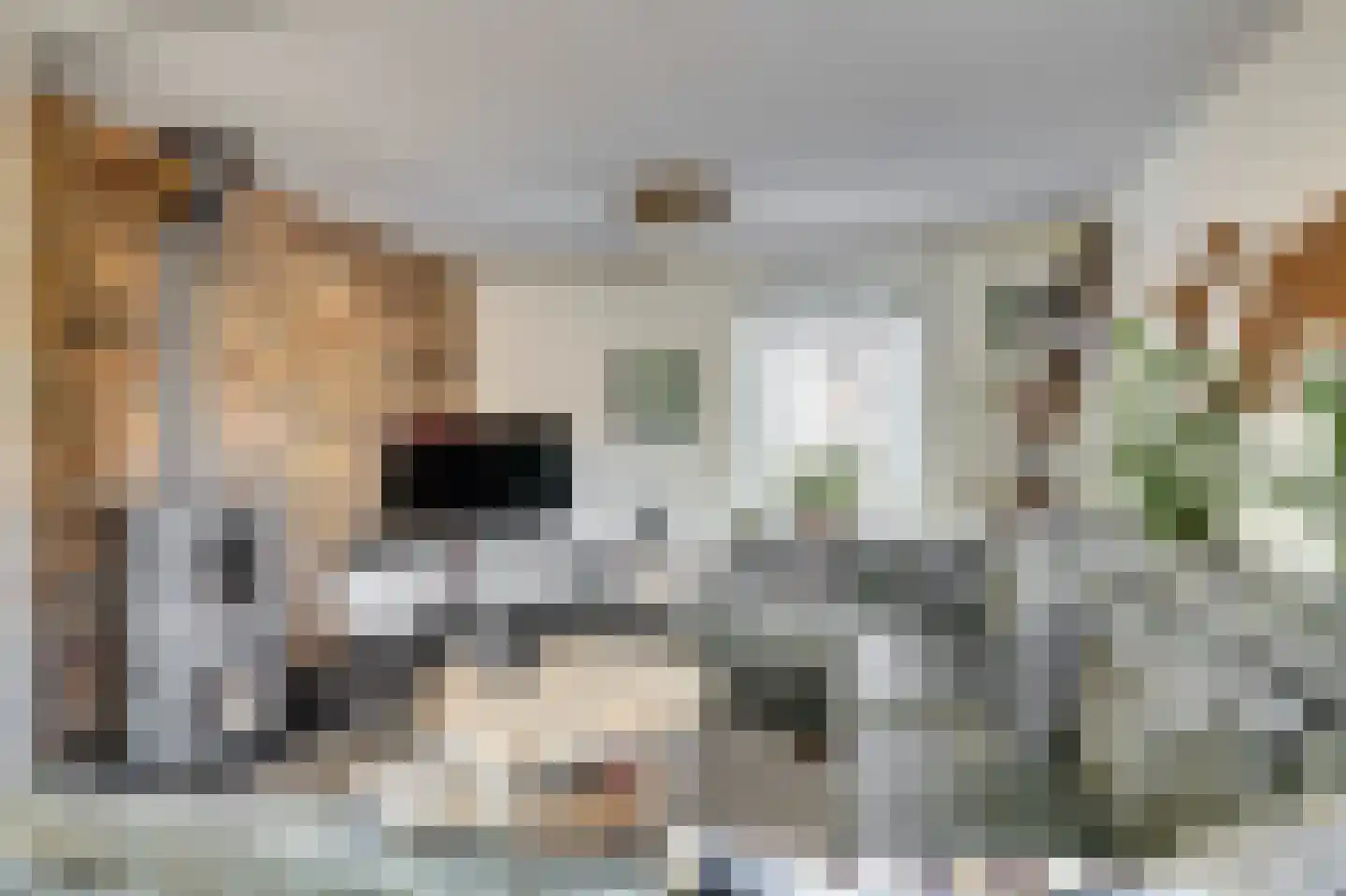 Lijster 24 Zuid-Scharwoude thumbnail 13