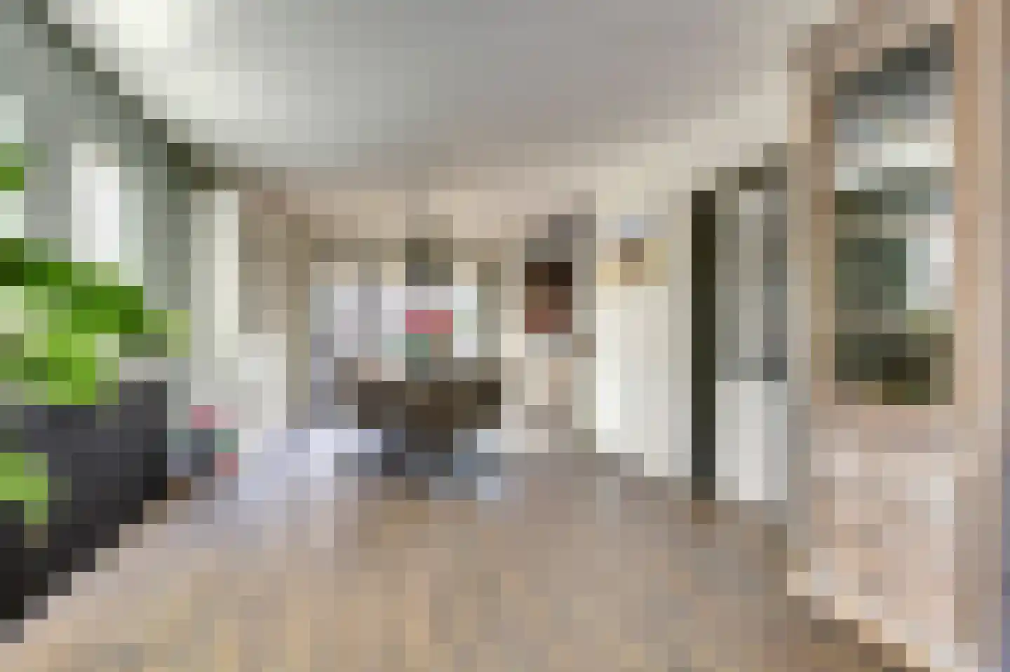Lijster 24 Zuid-Scharwoude thumbnail 15