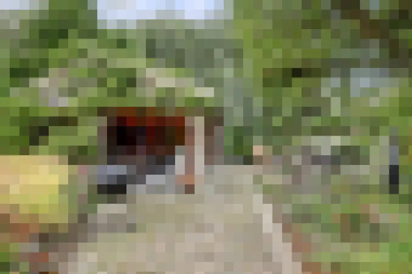 Lijster 24 Zuid-Scharwoude thumbnail 53
