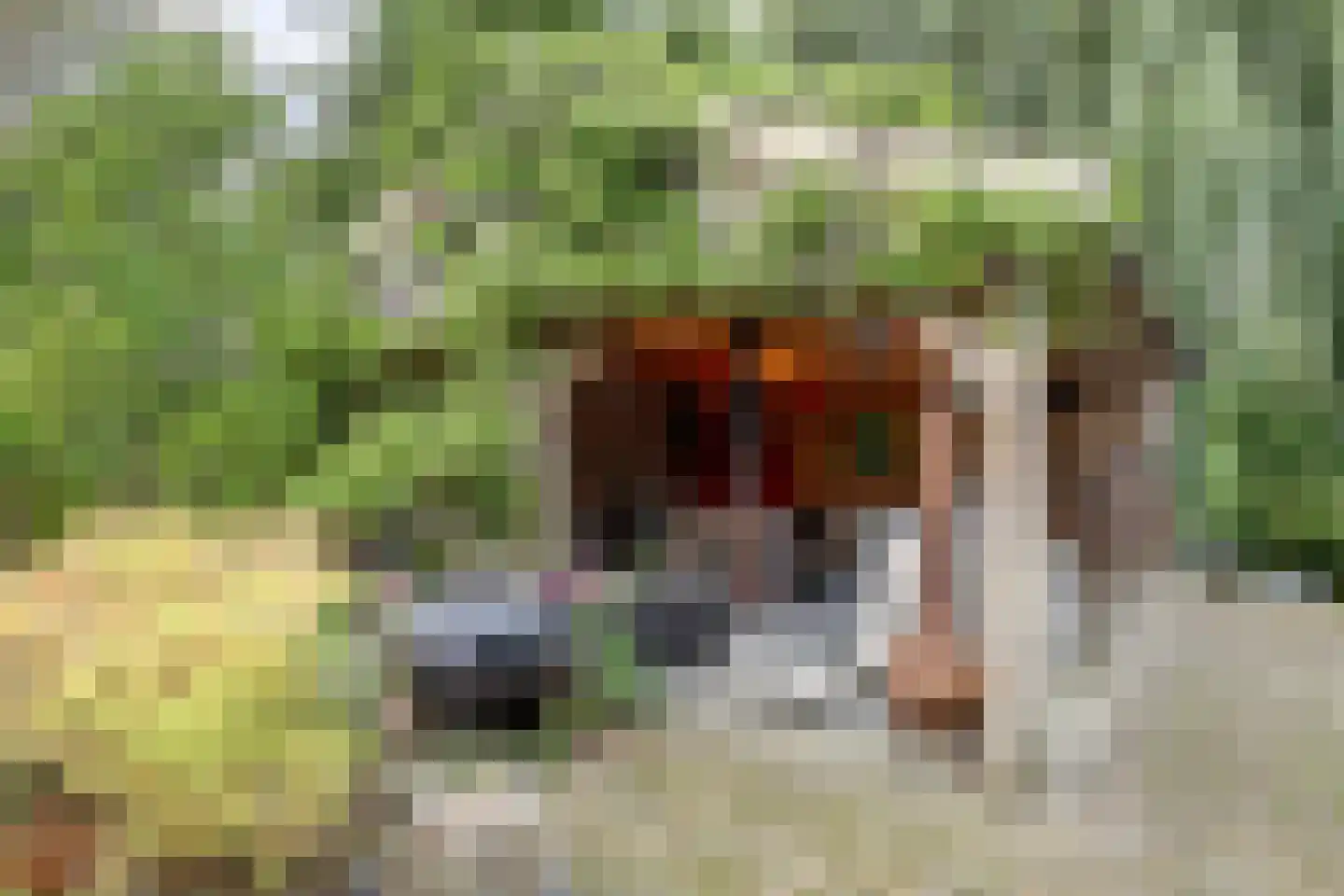 Lijster 24 Zuid-Scharwoude thumbnail 54
