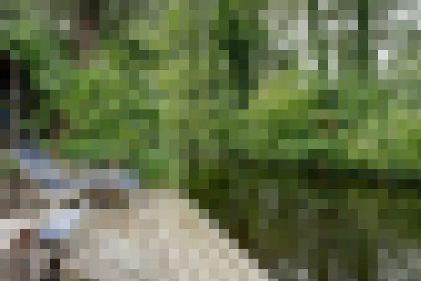 Lijster 24 Zuid-Scharwoude thumbnail 58
