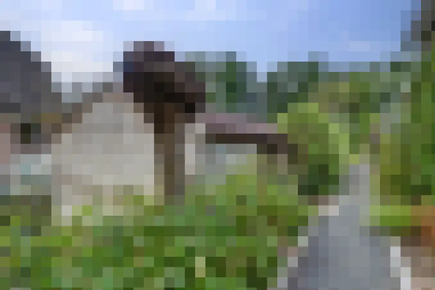 Lijster 24 Zuid-Scharwoude thumbnail 66