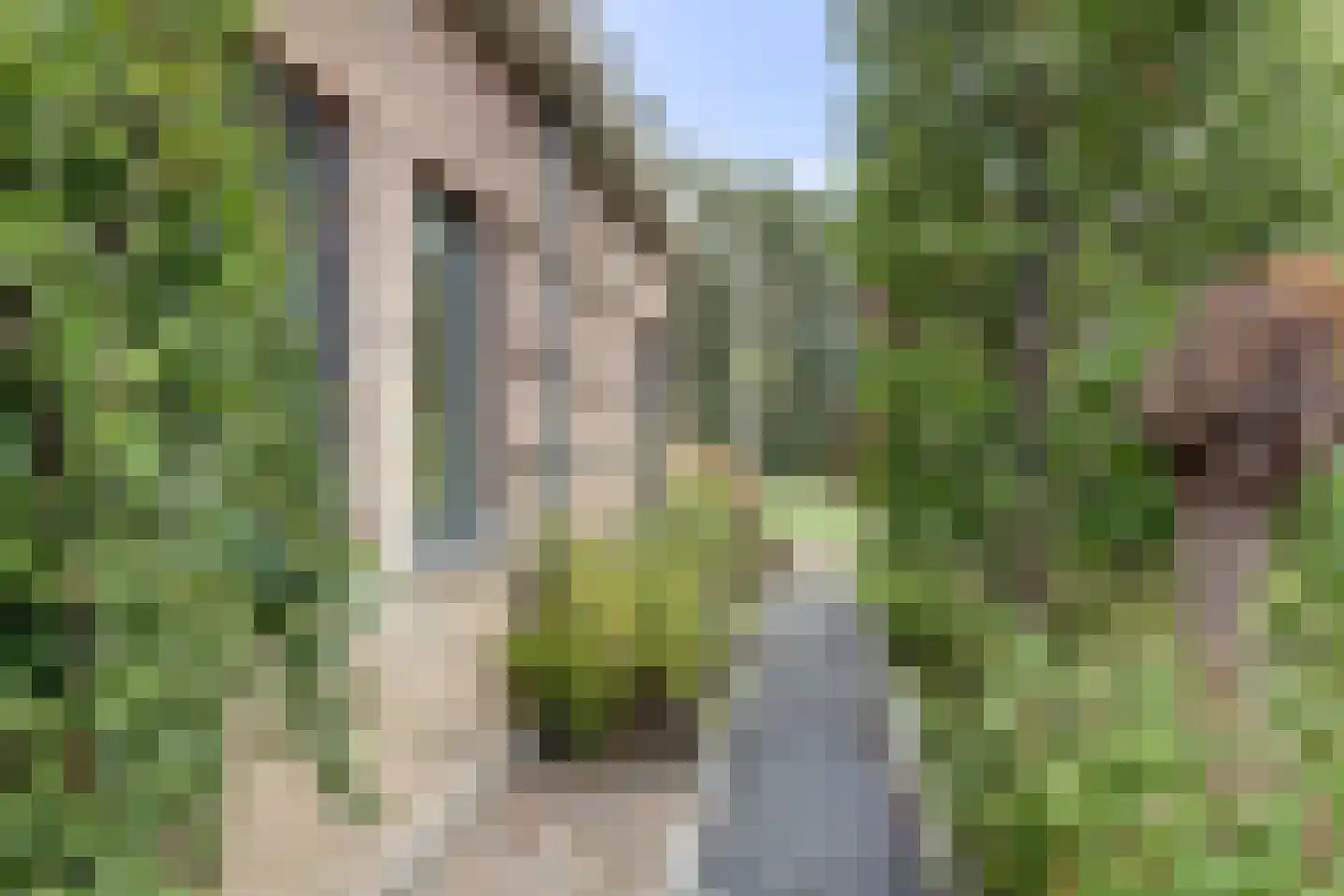 Lijster 24 Zuid-Scharwoude thumbnail 68