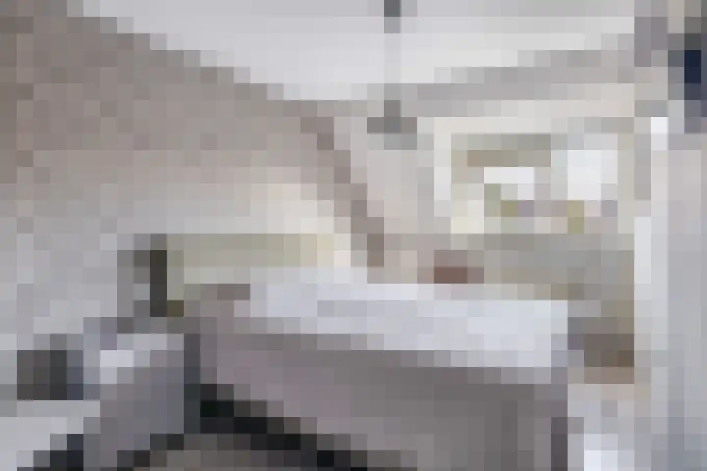 Lijster 27 Sommelsdijk thumbnail 21