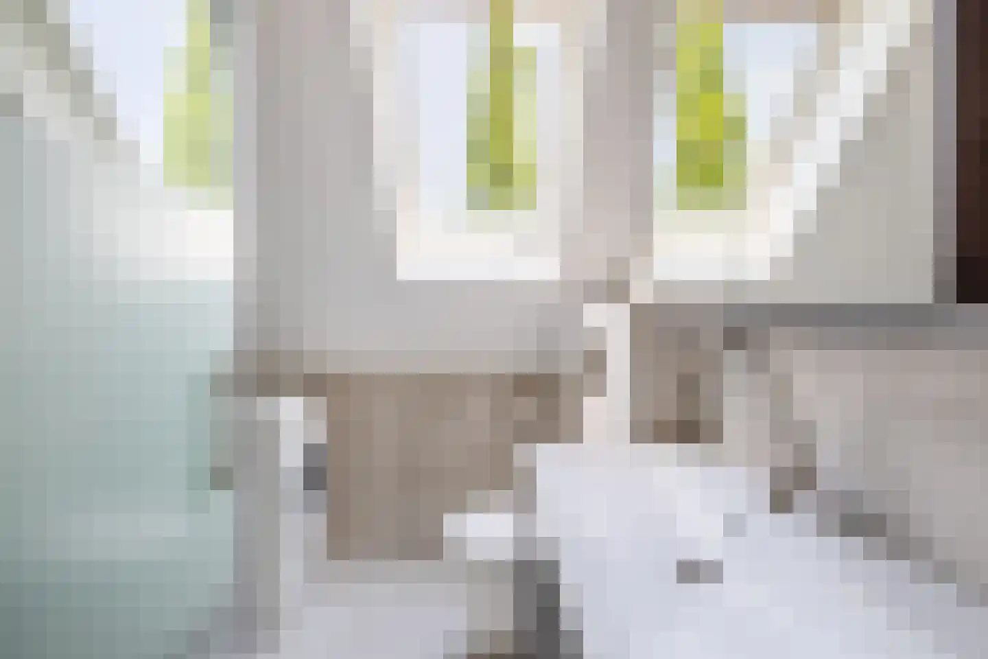 Lijster 28 Sommelsdijk thumbnail 27